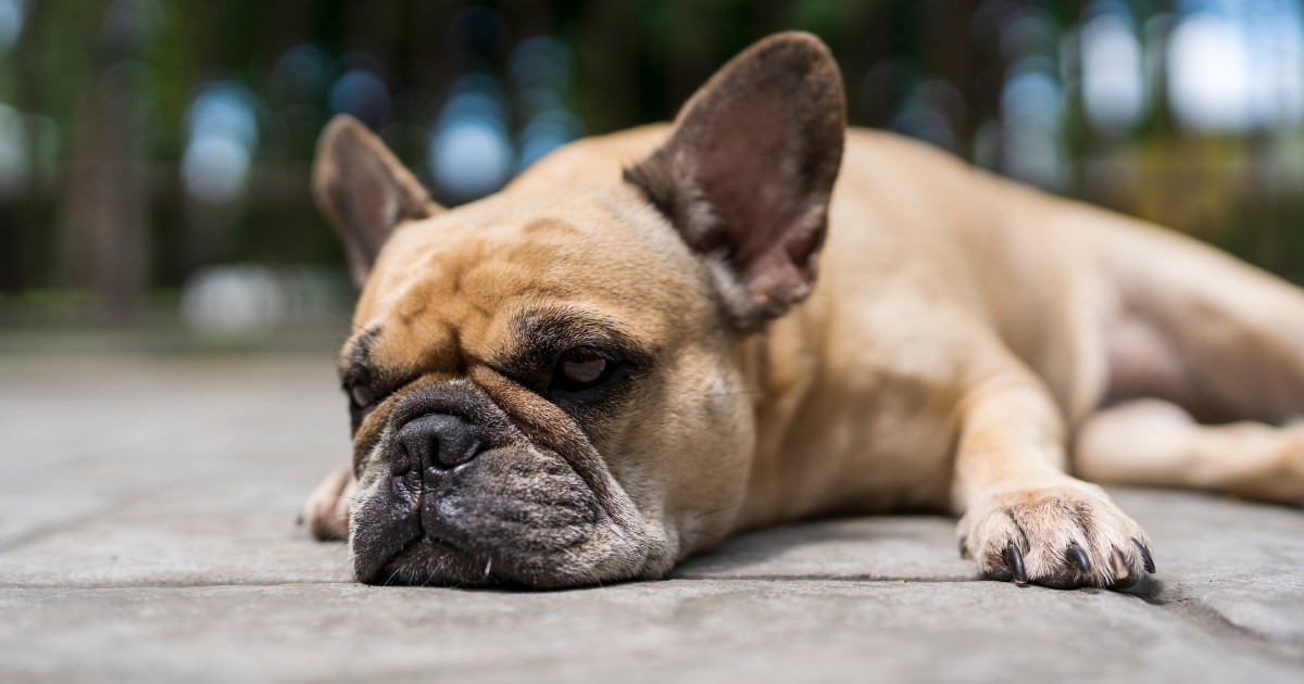 Airline passenger could face charges after abandoning her pet dog in